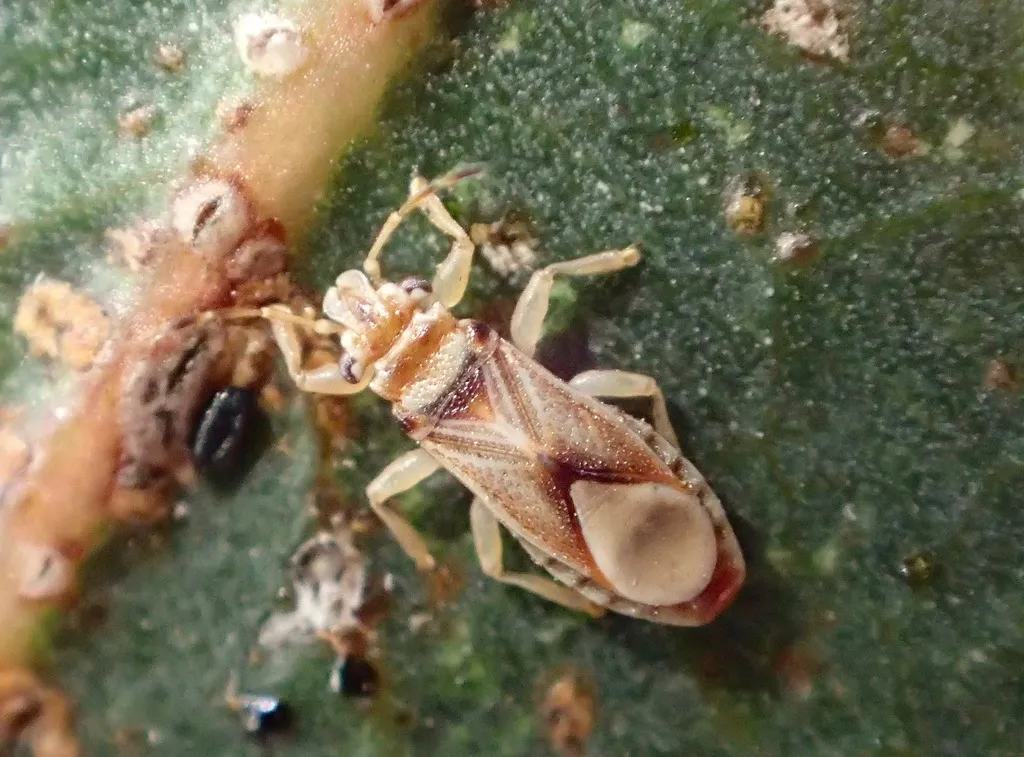 Thaumastocoridae - photo 3