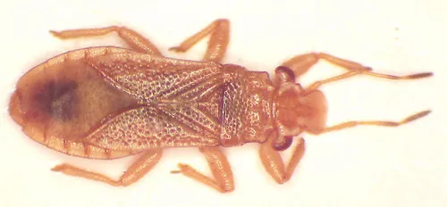 Thaumastocoris australicus