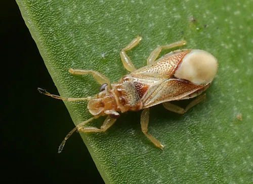 Thaumastocoris peregrinus - photo 2