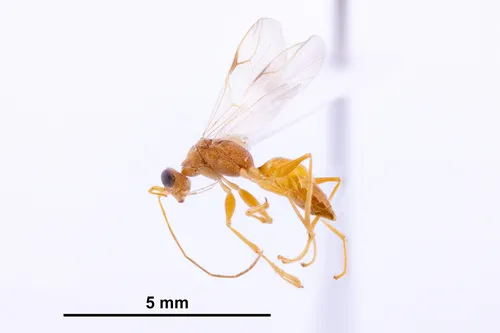 Thaumatodryinus perkinsi