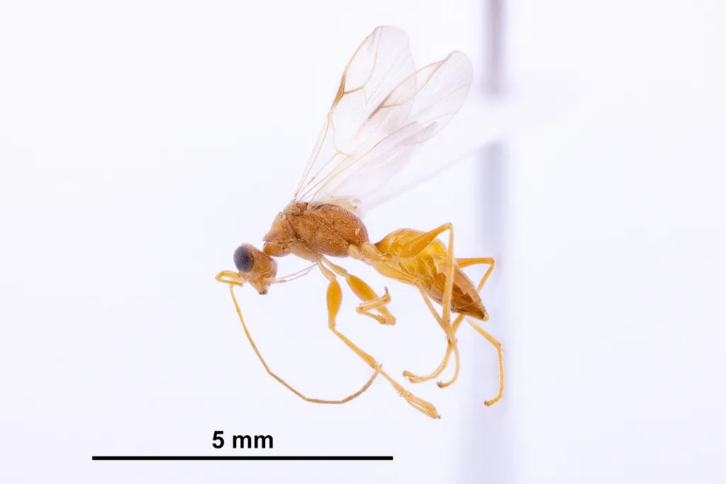 Thaumatodryinus perkinsi - photo 2