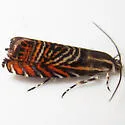 Psychedelic Jones Moth - Hodges#3751