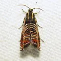 Psychedelic Jones Moth - Hodges#3751 - photo 2