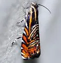 Psychedelic Jones Moth - Hodges#3751 - photo 3
