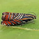 Psychedelic Jones Moth - Hodges#3751 - photo 4