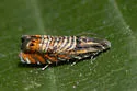 Psychedelic Jones Moth - Hodges#3751 - photo 5