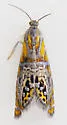 Thaumatographa regalis - Hodges#3753
