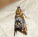 Thaumatographa regalis - Hodges#3753 - photo 4