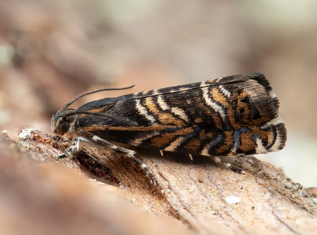 Thaumatographa youngiella - Hodges#3752 - photo 2