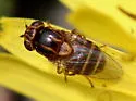 Thaumatomyia annulata