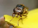 Thaumatomyia annulata - photo 2