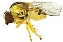 Thaumatomyia apache