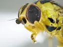 Thaumatomyia apache - photo 2