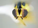 Thaumatomyia apache - photo 3