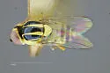 Thaumatomyia apache - photo 4
