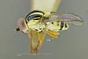 Thaumatomyia apache - photo 5