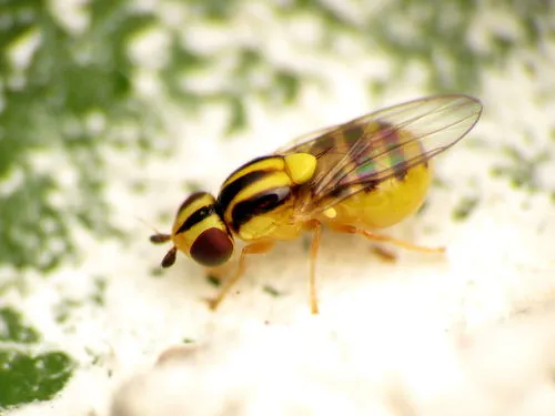 Thaumatomyia glabra - photo 3