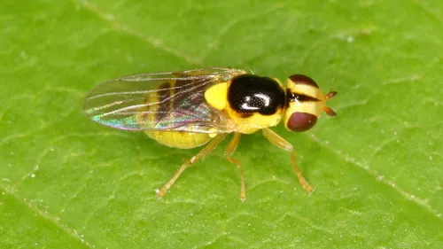 Thaumatomyia grata - photo 3