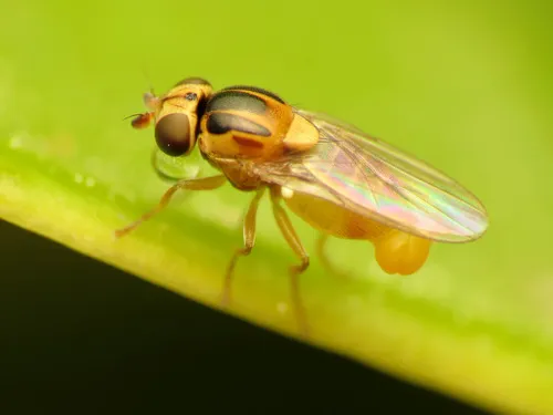 Thaumatomyia notata