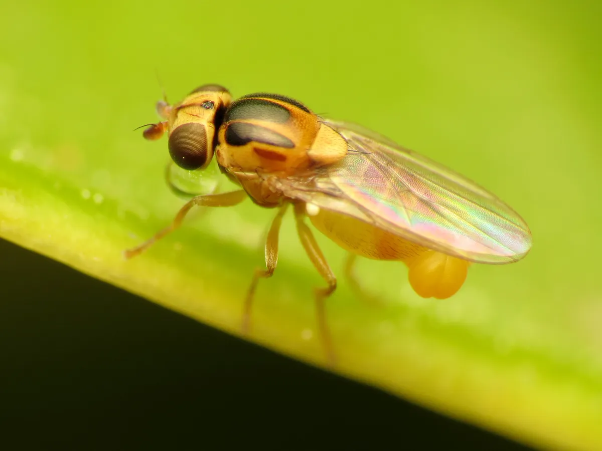 Thaumatomyia notata - photo 3