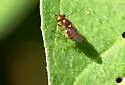 Thaumatomyia pulla
