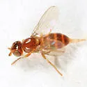 Thaumatomyia pulla - photo 2