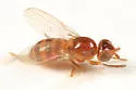 Thaumatomyia pulla - photo 3