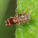 Thaumatomyia pulla - photo 4
