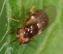 Thaumatomyia pulla - photo 5