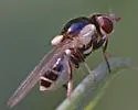Thaumatomyia pullipes