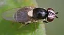 Thaumatomyia pullipes - photo 2
