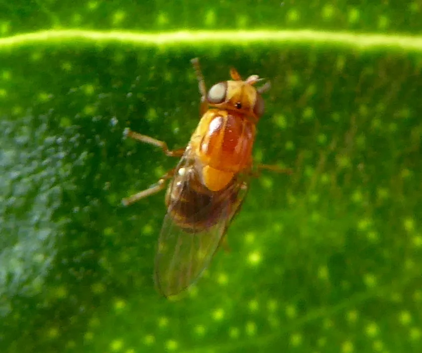 Thaumatomyia rubida - photo 3
