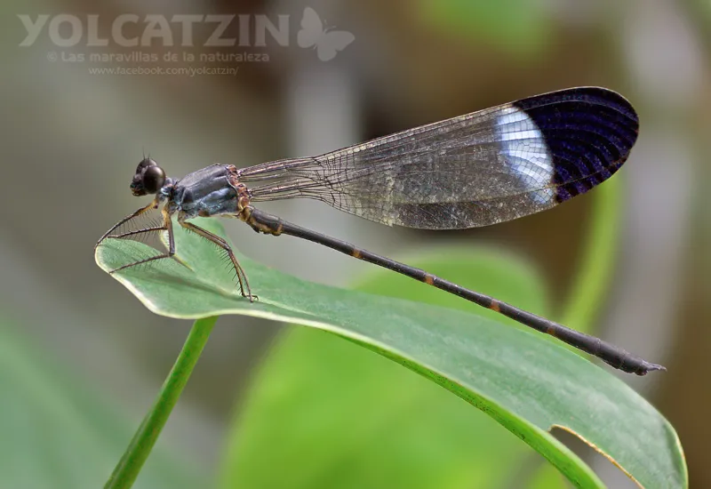 Thaumatoneuridae - photo 2
