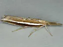 Thaumatopsis actuellus - Hodges#5448