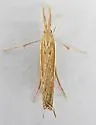 Thaumatopsis actuellus - Hodges#5448 - photo 4