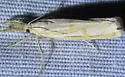 Thaumatopsis atomosella - Hodges#5442