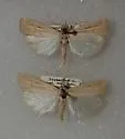 Thaumatopsis atomosella - Hodges#5442 - photo 2