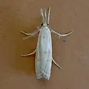 Thaumatopsis atomosella - Hodges#5442 - photo 3