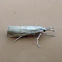 Thaumatopsis atomosella - Hodges#5442 - photo 4