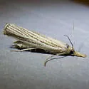 Thaumatopsis bolterellus - Hodges#5452