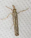 Thaumatopsis bolterellus - Hodges#5452 - photo 4