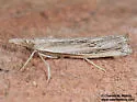Thaumatopsis crenulatella - Hodges#5446