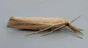 Thaumatopsis edonis - Hodges#5438 - photo 4