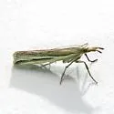 Fernald's Grass-veneer - Hodges#5441