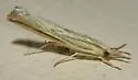 Fernald's Grass-veneer - Hodges#5441 - photo 3