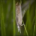 Floridian Grass-veneer Moth - Hodges#5443