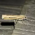 Floridian Grass-veneer Moth - Hodges#5443 - photo 2