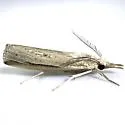 Floridian Grass-veneer Moth - Hodges#5443 - photo 3
