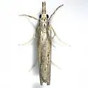 Floridian Grass-veneer Moth - Hodges#5443 - photo 4