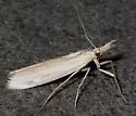Thaumatopsis magnificus - Hodges#5440